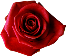 red-rose.png